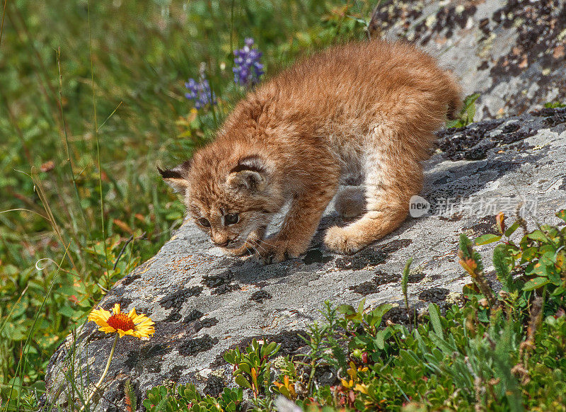 加拿大猞猁(lynx canadensis)，或加拿大猞猁，是一种中型的北美猞猁，分布在阿拉斯加，加拿大和美国北部地区。Kalispell、蒙大拿。一朵野花旁边的岩石上一只小猫。